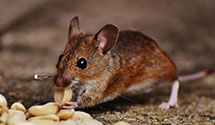 24 Hour & Emergency Exterminators in Woodchoppertown, PA